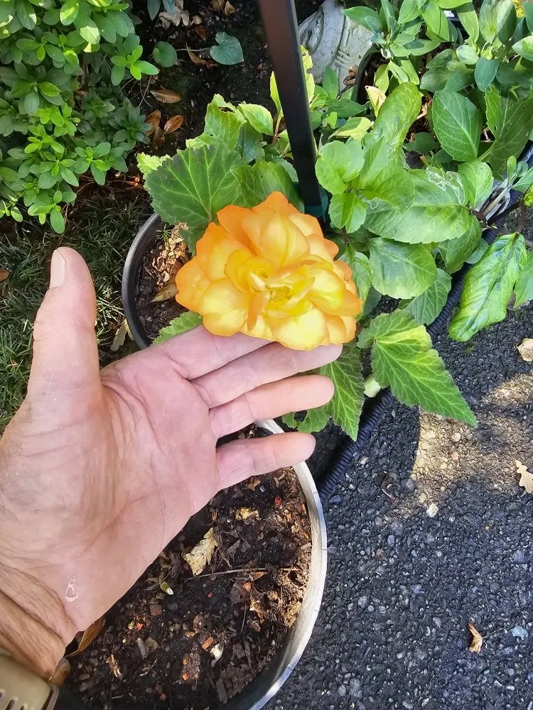 Trusted outdoor landscaping for outdoor upgrades across Santa Rosa, CA - A & J Yard Service