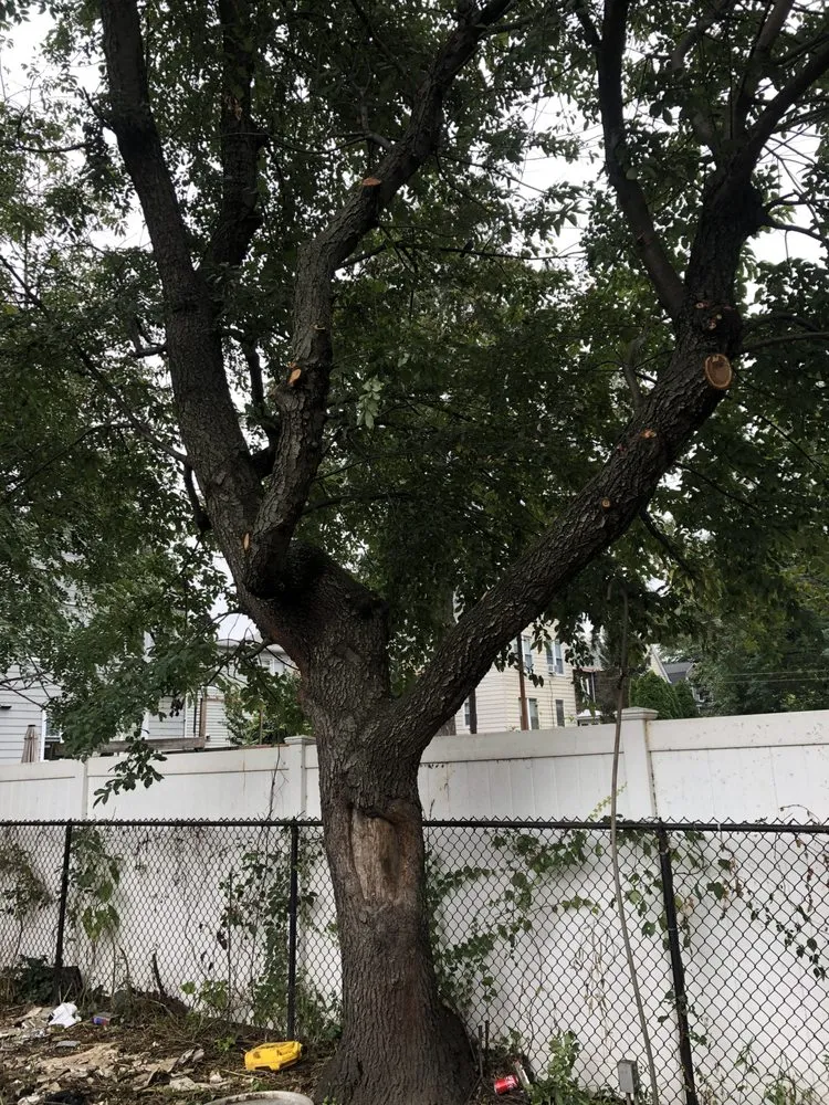 Trusted landscape design in Bayonne, NJ by A & K Landscaping and Tree Service