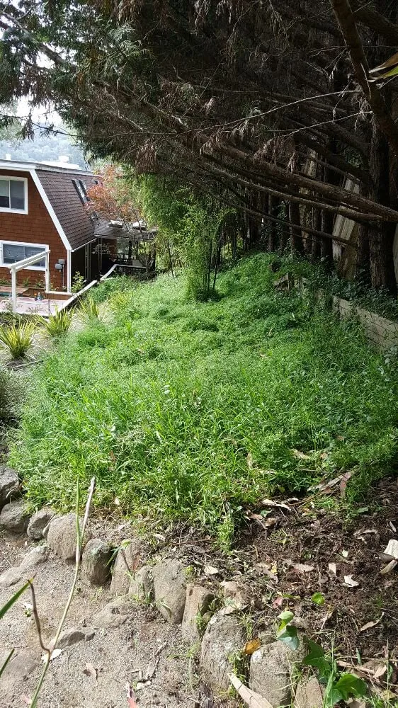 Top-rated yard maintenance in Richmond, CA - A & L Landscapes