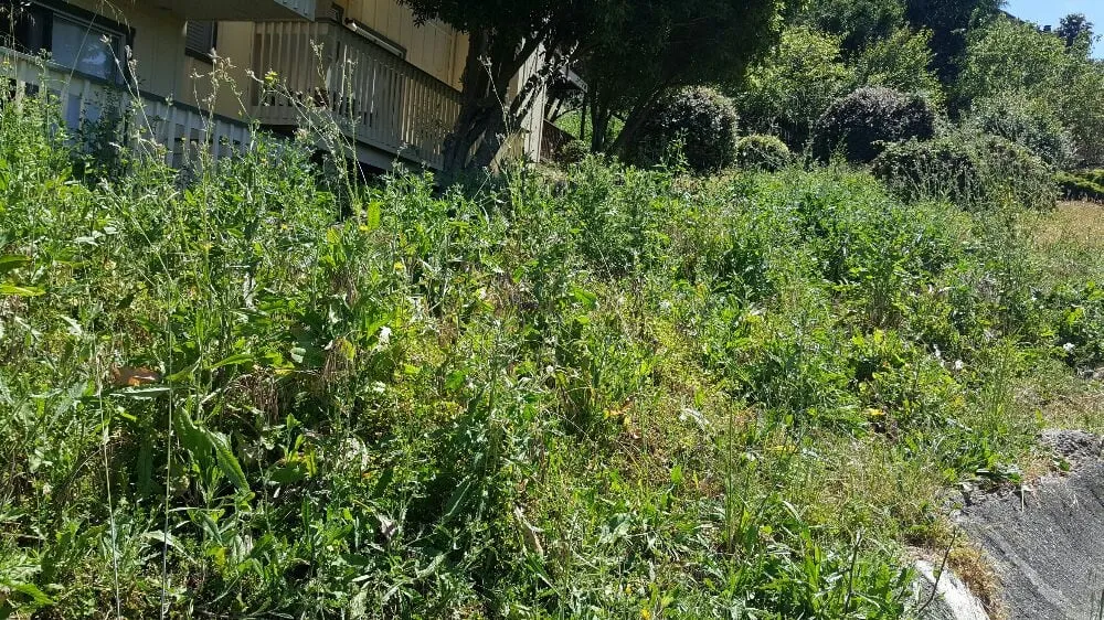 Affordable landscape installation for residential properties across Richmond, CA - A & L Landscapes