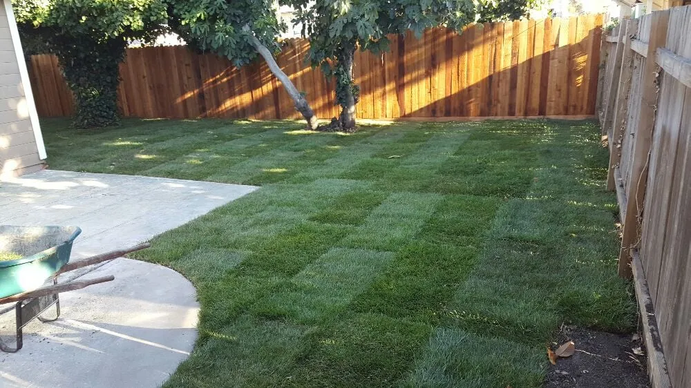 Local yard cleanup service in Richmond, CA by A & L Landscapes