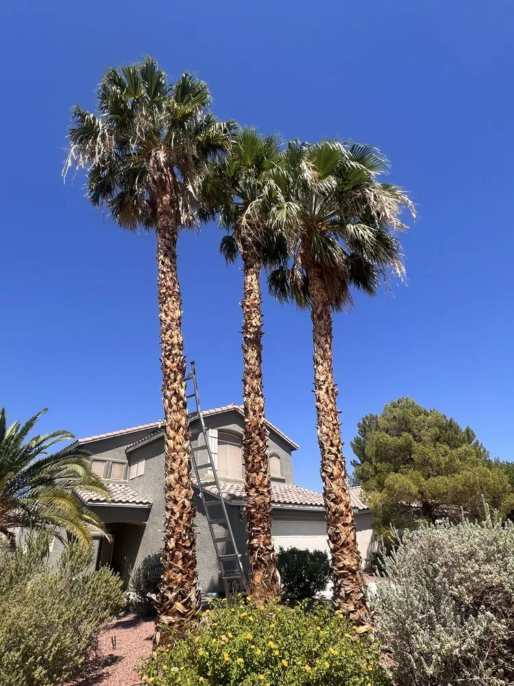 Trusted outdoor landscaping in North Las Vegas, NV - A & L Lawn Services