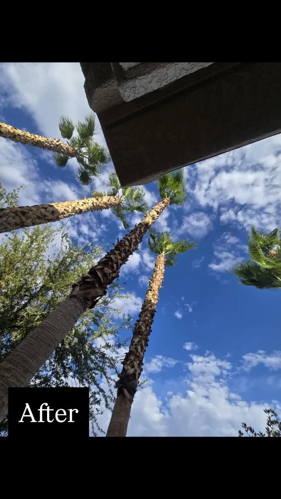 Local outdoor landscaping for beautiful yards across North Las Vegas, NV - A & L Lawn Services