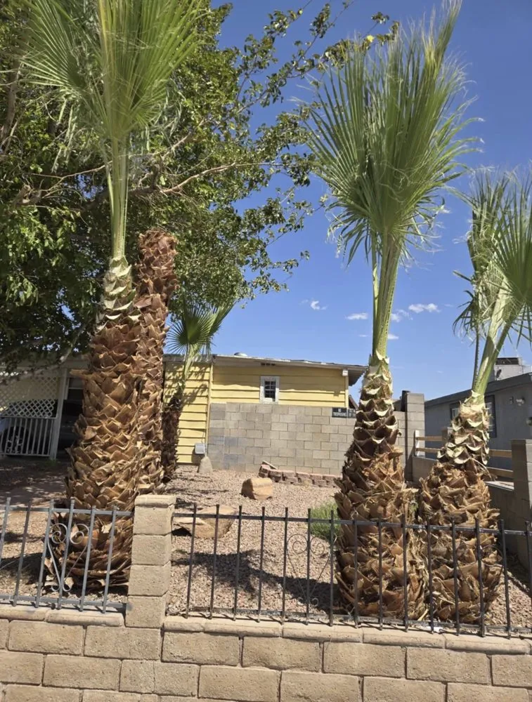 Professional yard cleanup service experts serving North Las Vegas, NV - A & L Lawn Services