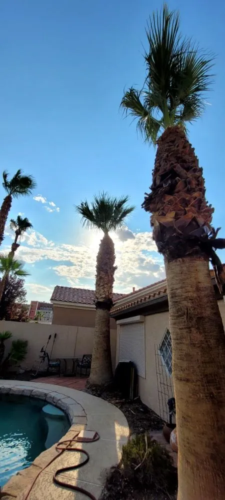 Trusted landscape design for year-round maintenance in North Las Vegas, NV by A & L Lawn Services