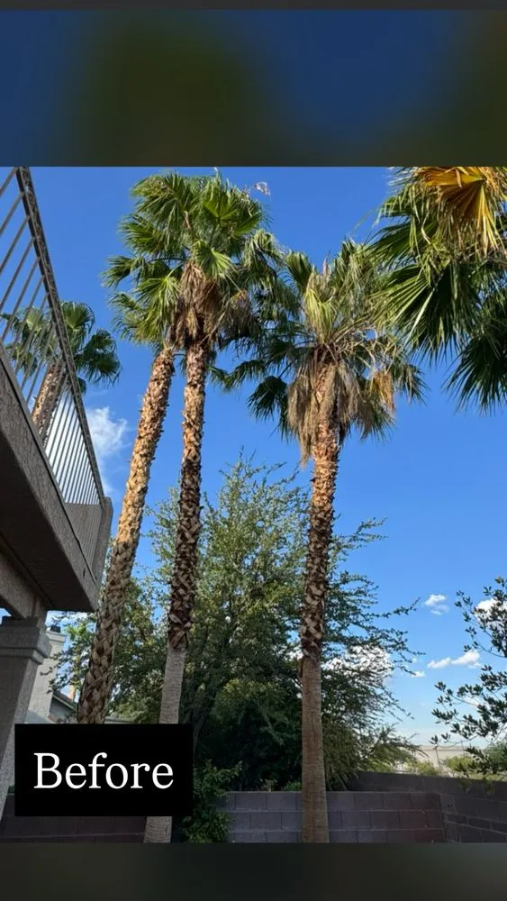 Local outdoor landscaping with custom design in North Las Vegas, NV by A & L Lawn Services