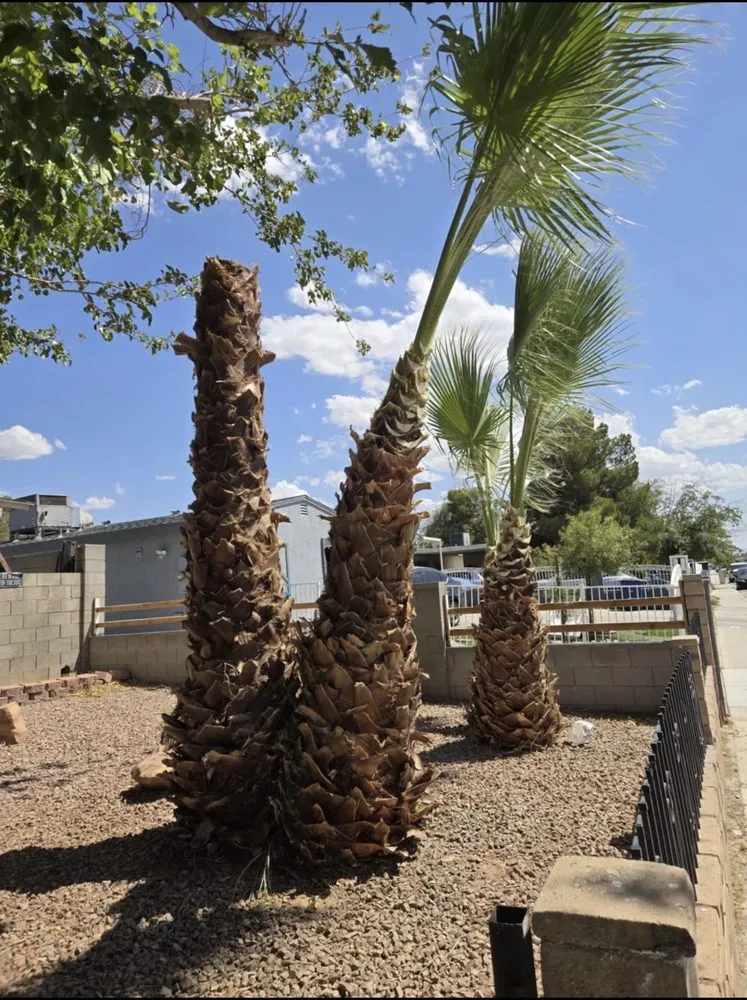 Affordable landscape design for outdoor upgrades across North Las Vegas, NV - A & L Lawn Services