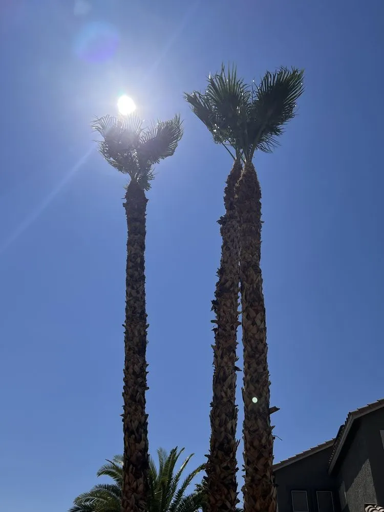 Professional landscaping services in North Las Vegas, NV by A & L Lawn Services