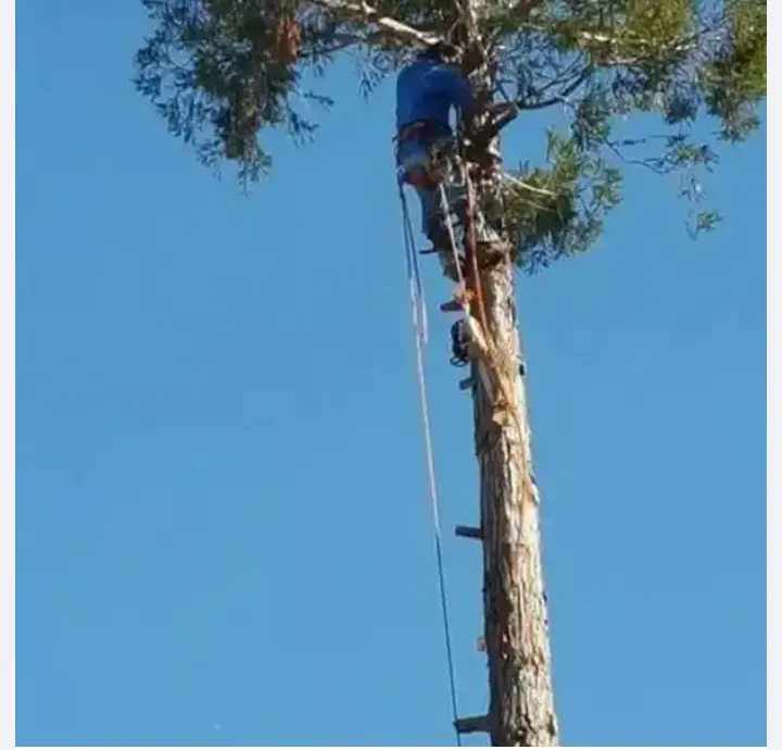 Custom landscape design in Rancho Cordova, CA - A & M Landscape & Tree Service