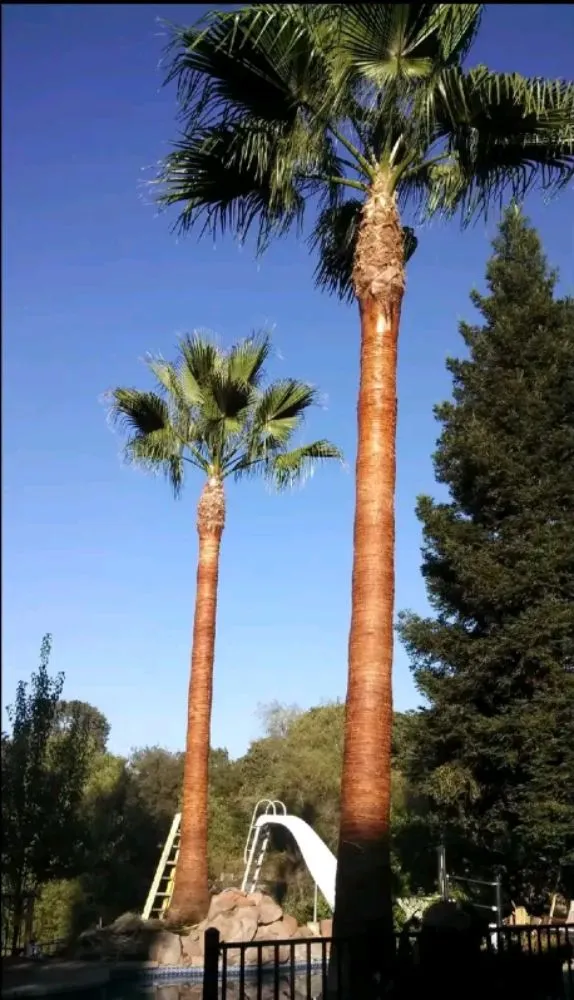 Top-rated residential landscaping for beautiful yards in Rancho Cordova, CA by A & M Landscape & Tree Service