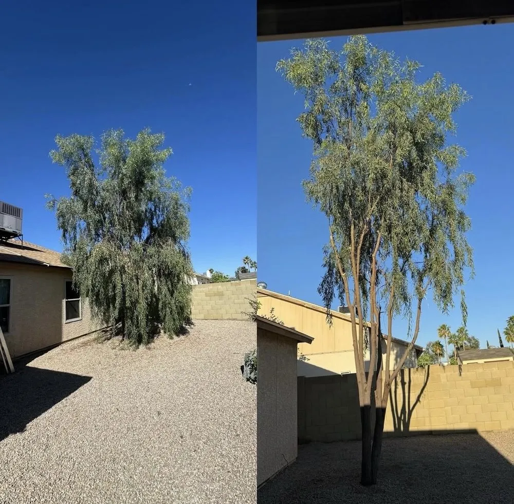 Reliable lawn care service for year-round maintenance in Phoenix, AZ by A & M Landscape And Concrete