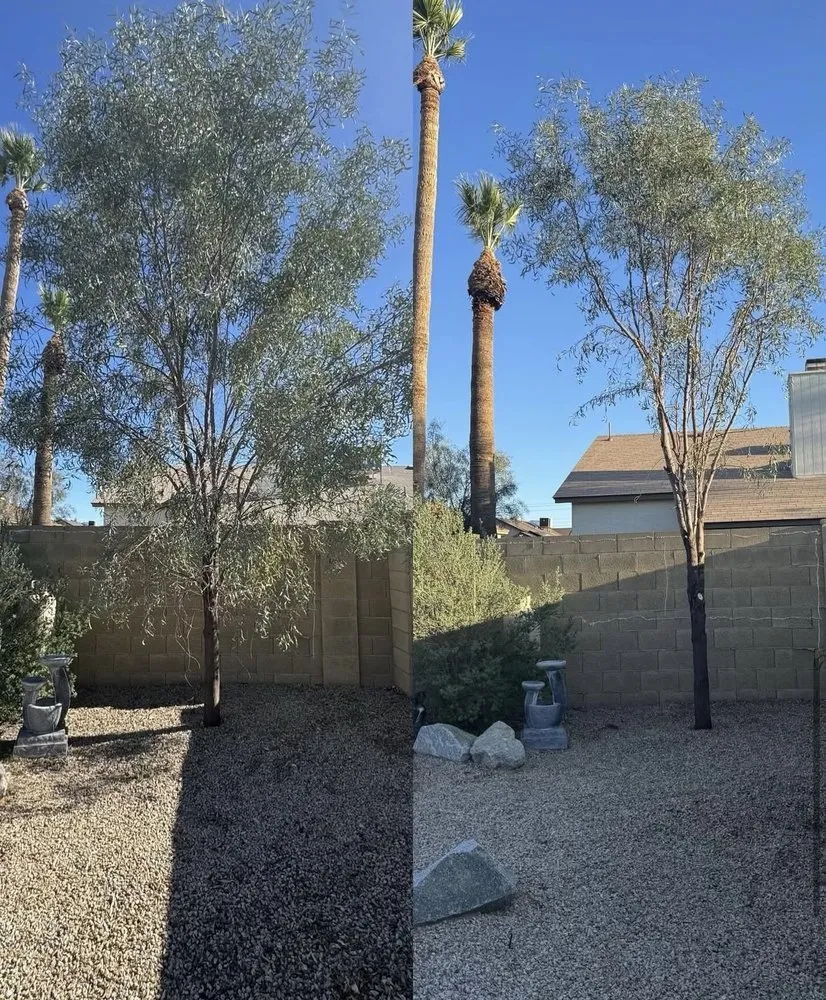 Affordable lawn care service in Phoenix, AZ - A & M Landscape And Concrete