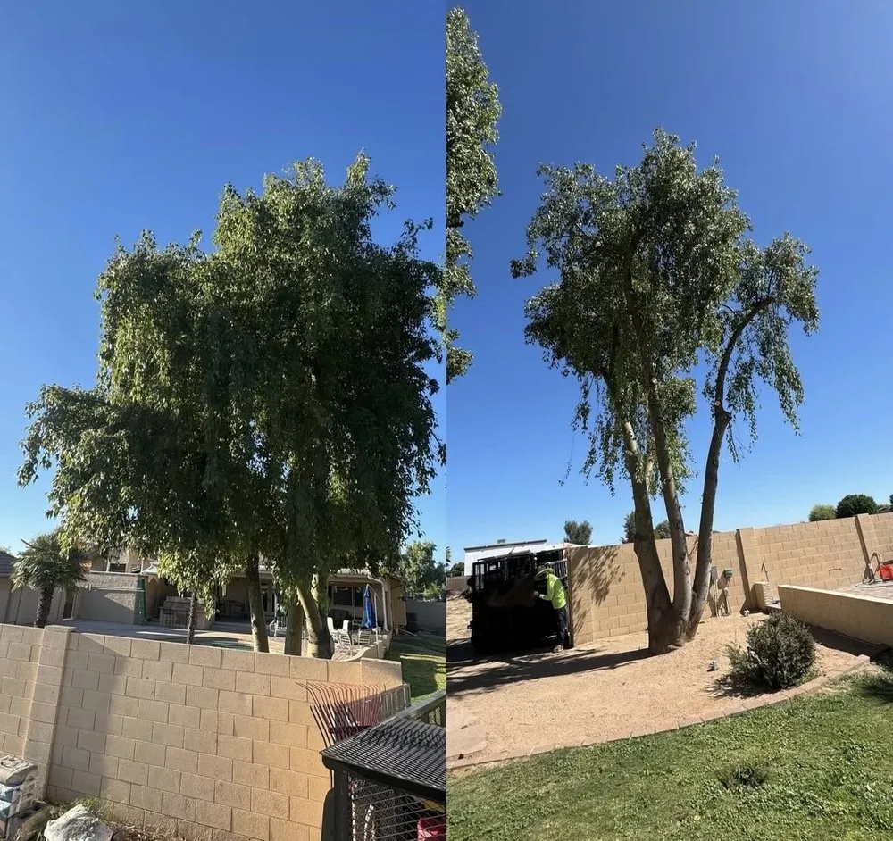 Expert lawn care service in Phoenix, AZ by A & M Landscape And Concrete