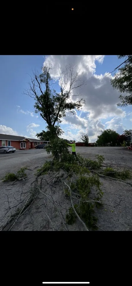 Expert lawn care service for year-round maintenance in Buda, TX by A & M Landscaping