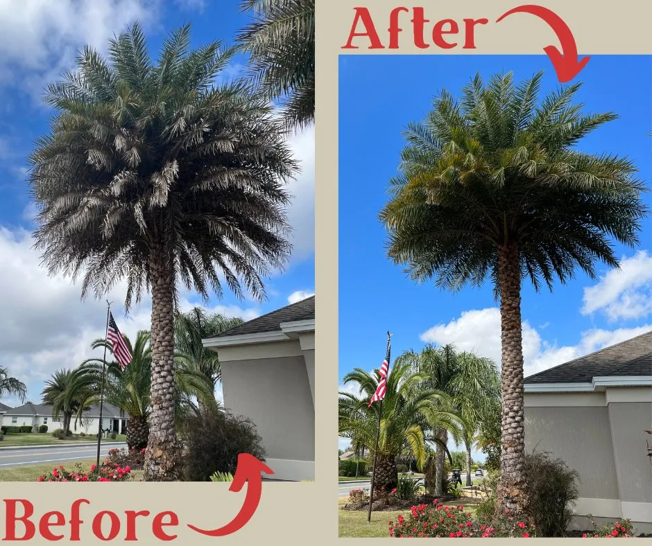 Trusted yard cleanup service in Lady Lake, FL by A & M's Painting & Lawn Care