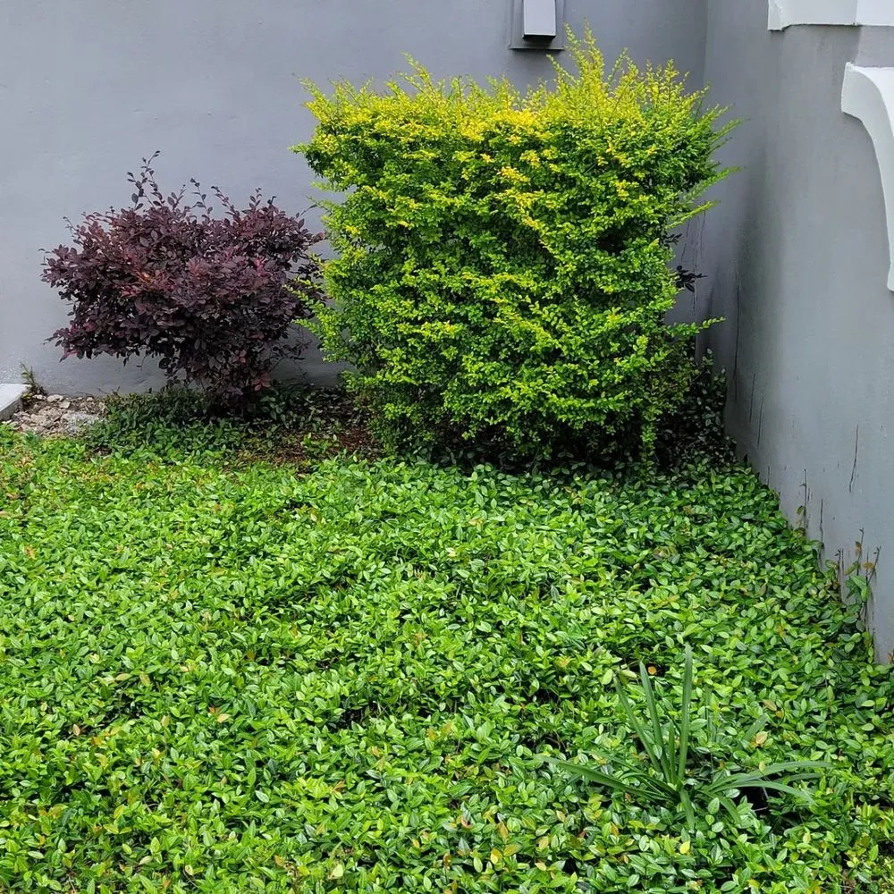 Professional lawn care service in Picayune, MS by A & P Lawn Services