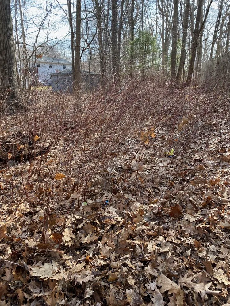 Custom landscape design experts serving Lincoln, RI - A & R Frontage Care