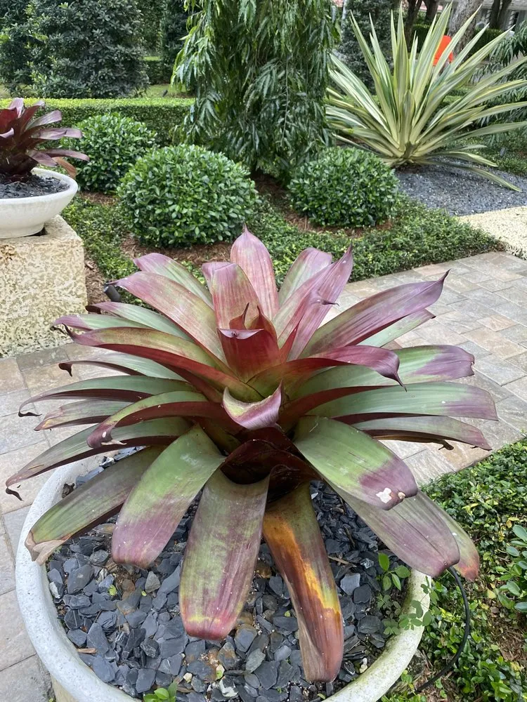 Top-rated yard maintenance in Fort Worth, TX by A & R Landscaping