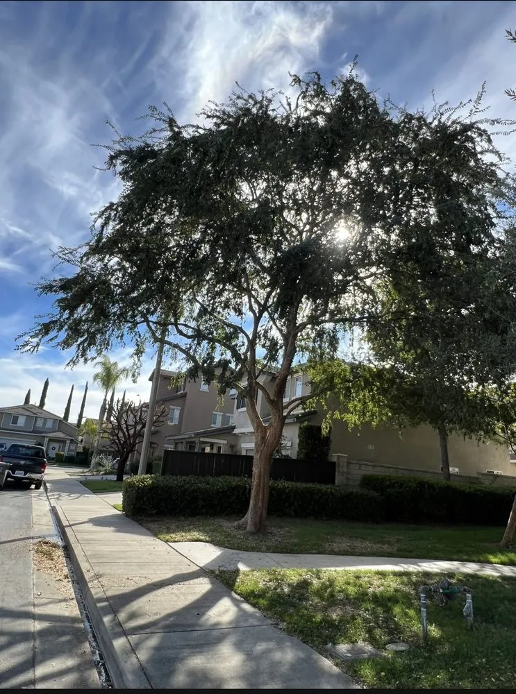 Affordable landscaping services experts serving Canyon Lake, CA - A & S Tree Care