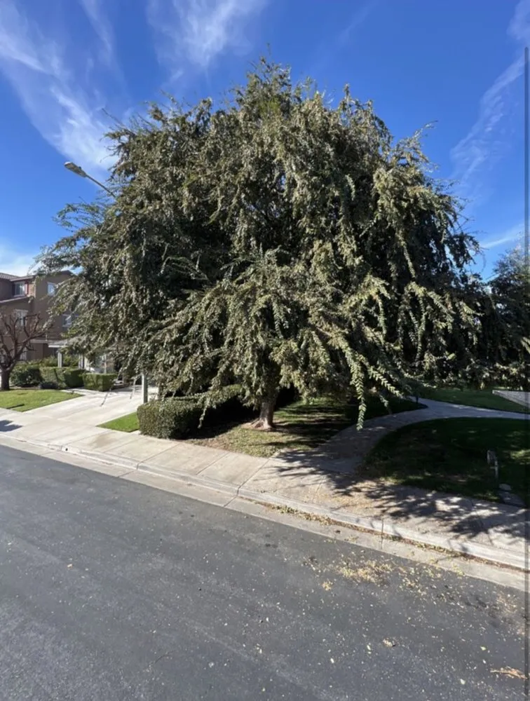 Reliable outdoor landscaping in Canyon Lake, CA by A & S Tree Care