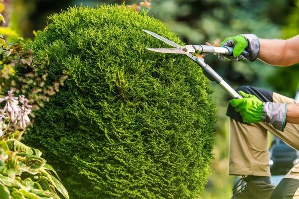 A & V Lopez's Landscaping Services Logo