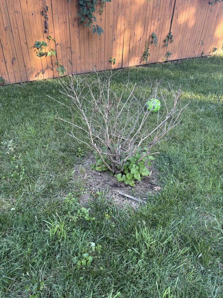 Reliable lawn mowing service in Fort Washington, MD by A & X Hydro