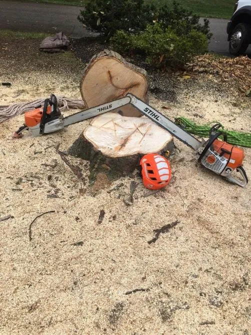 Trusted yard cleanup service with custom design across Warrington, PA - A & Y Tree Services