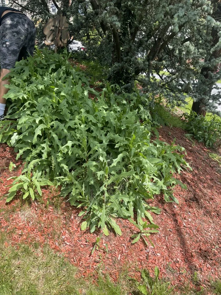 Custom residential landscaping experts serving Penbrook, PA - A & Z Landscaping