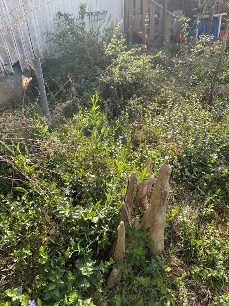 Professional outdoor landscaping in Jacksonville, NC by A-1 All Properties Service Landscaping And Lawn Care