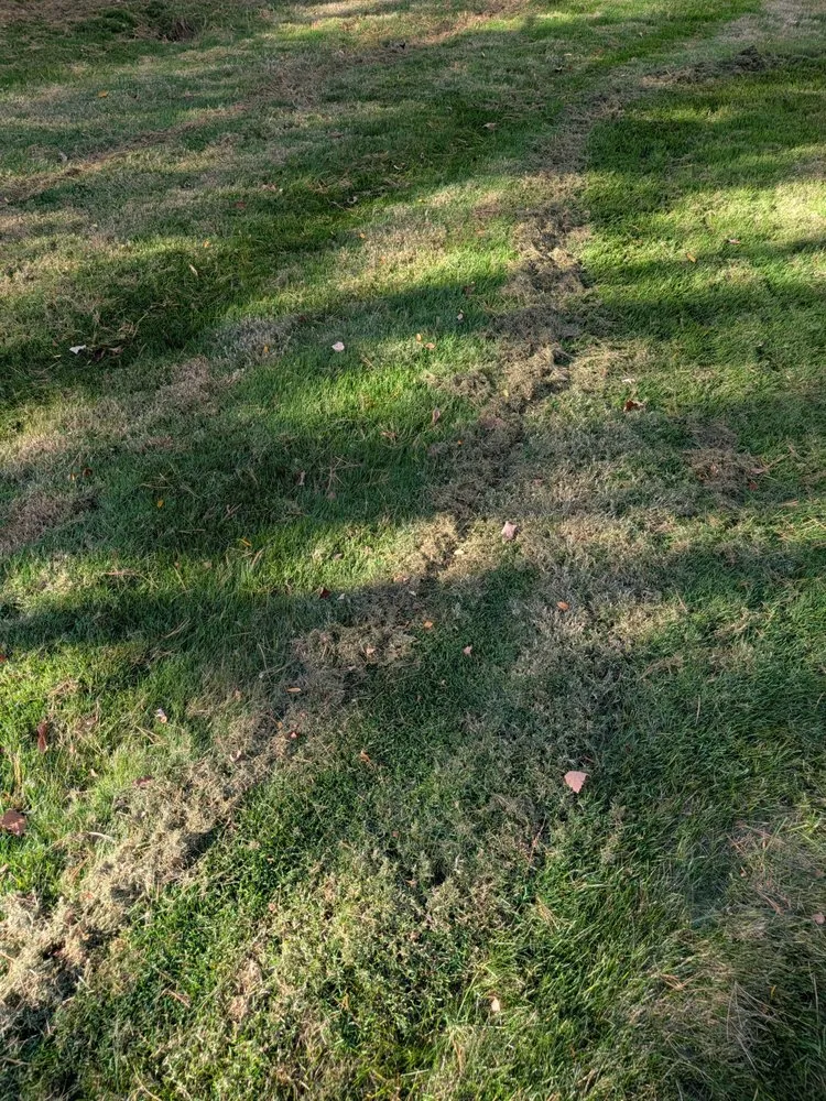 Affordable yard cleanup service in Brook Park, OH - A 1 Landscape & Design