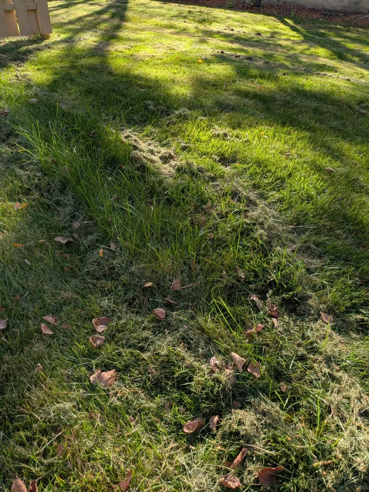 Reliable lawn care service near you in Brook Park, OH by A 1 Landscape & Design