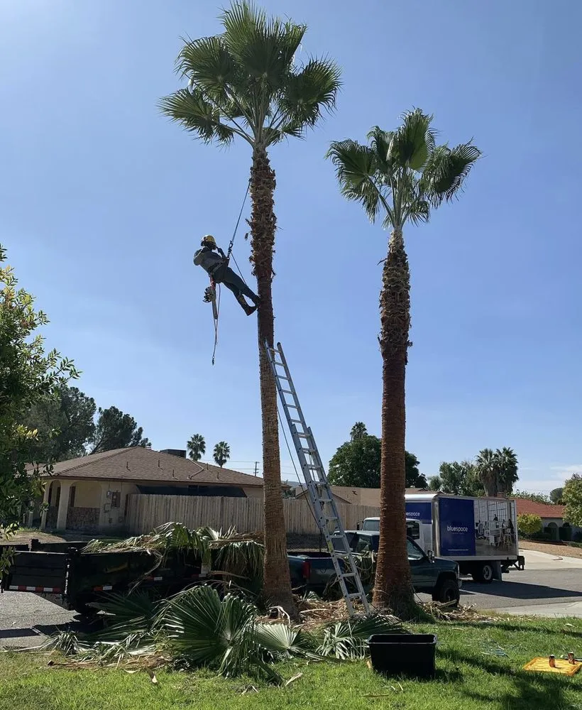 Professional yard maintenance with custom design in Hemet, CA by A-1 Landscape & Tree Experts