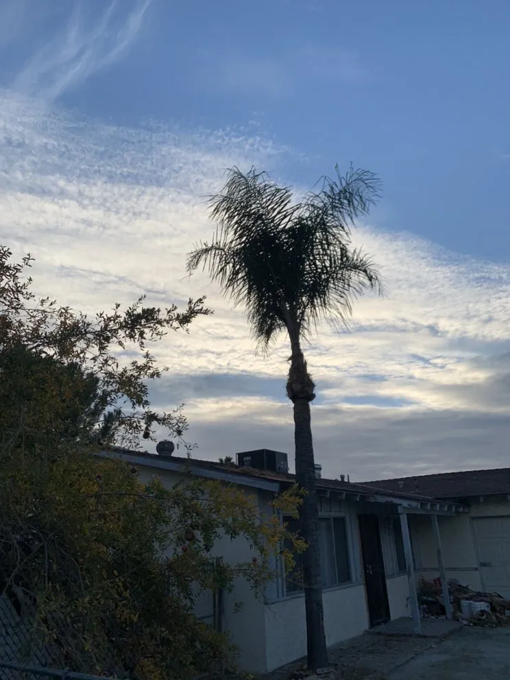 Local yard cleanup service for year-round maintenance across Hemet, CA - A-1 Landscape & Tree Experts