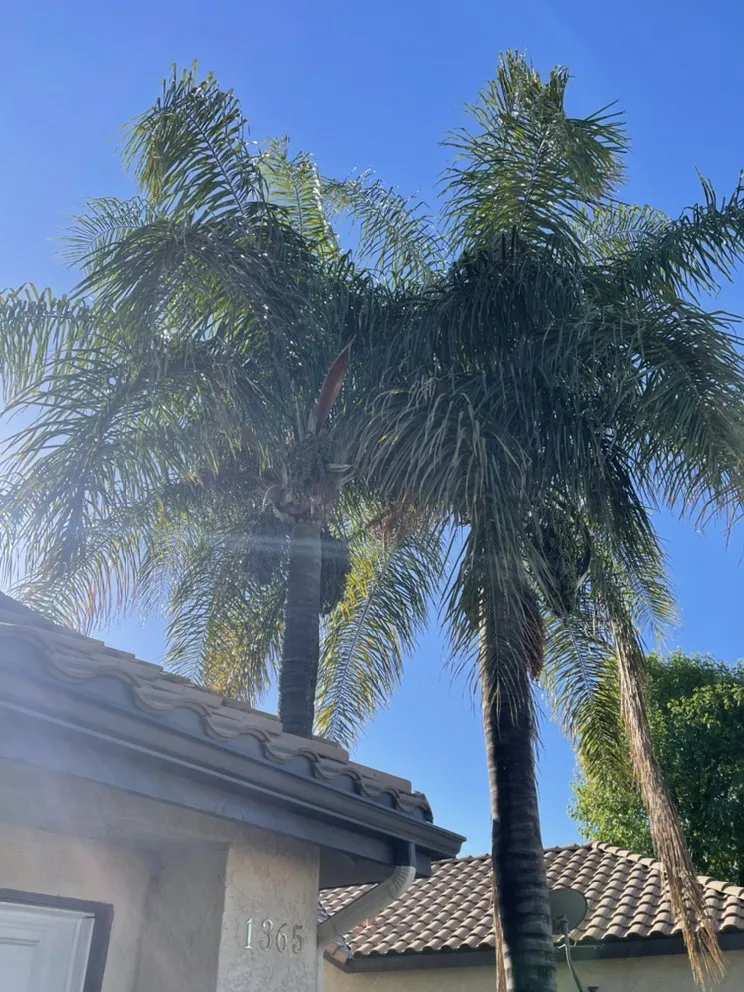 Trusted outdoor landscaping near you across Hemet, CA - A-1 Landscape & Tree Experts