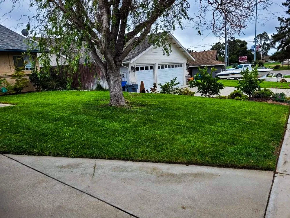 Custom yard cleanup service experts serving Oceano, CA - A-1 Landscapes Construction & Maintenance