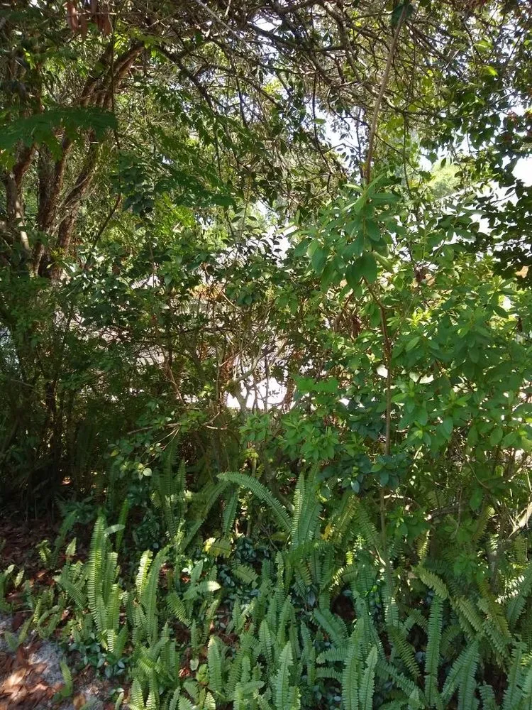 Professional landscaping services experts serving DeLand, FL - A-1 Landscaping & Clearing