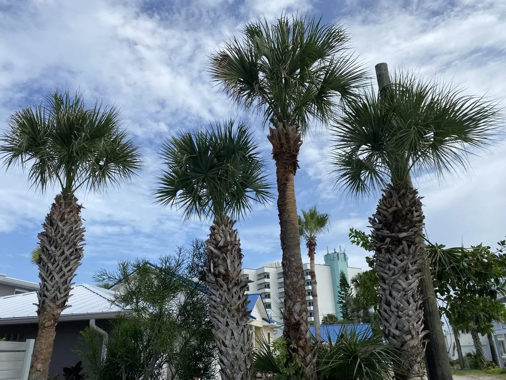 Custom landscape design experts serving DeLand, FL - A-1 Landscaping & Clearing