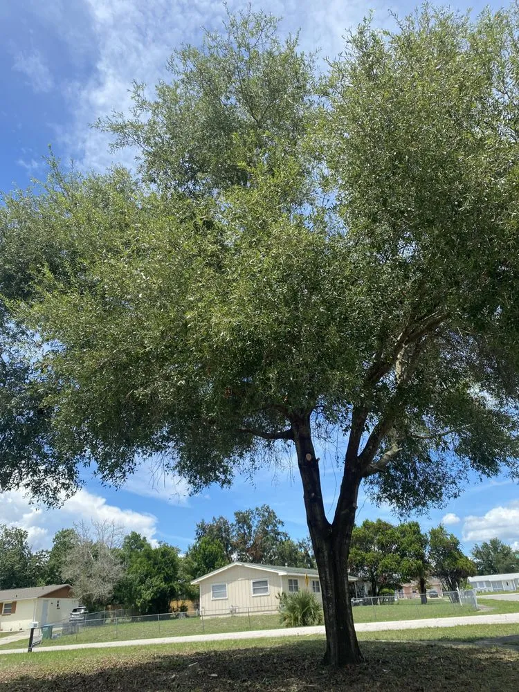 Top-rated landscape installation in DeLand, FL - A-1 Landscaping & Clearing