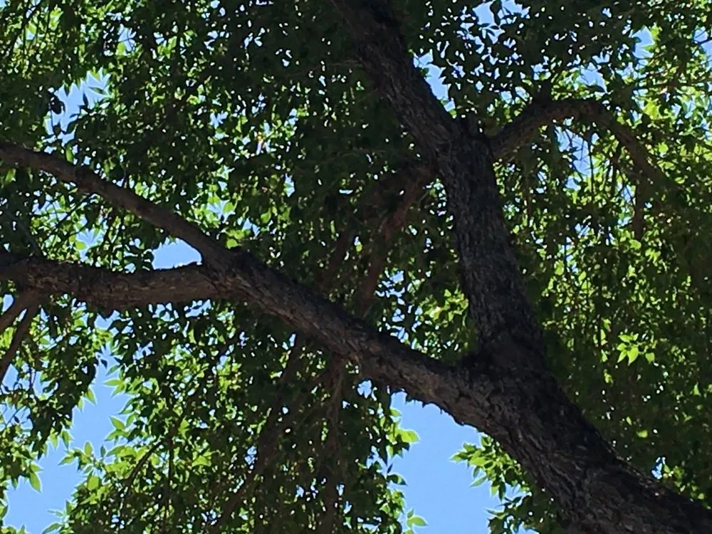 Custom yard maintenance experts serving Grand Junction, CO - A-1 Landscaping & Yard Maintenance