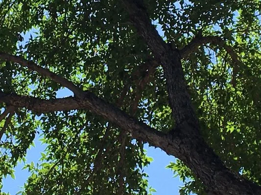 A-1 Landscaping & Yard Maintenance Logo