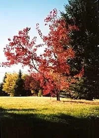 Top-rated lawn care service with custom design across Billings, MT - A-1 Landscaping