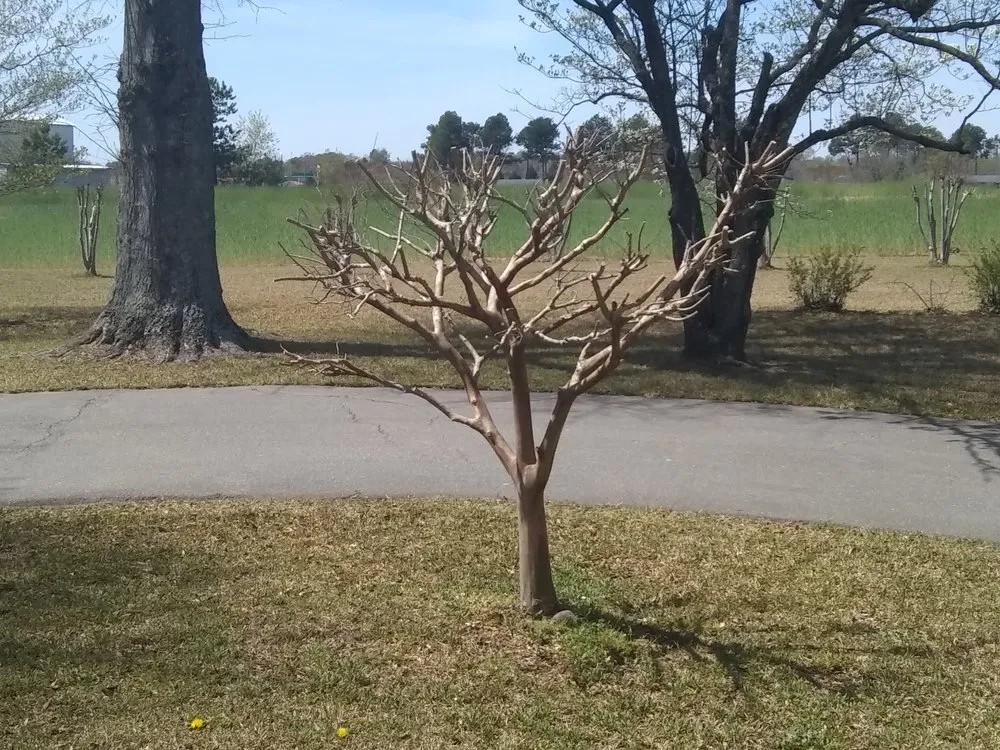 Reliable yard cleanup service in Sanford, NC by A-1 Lawn Care