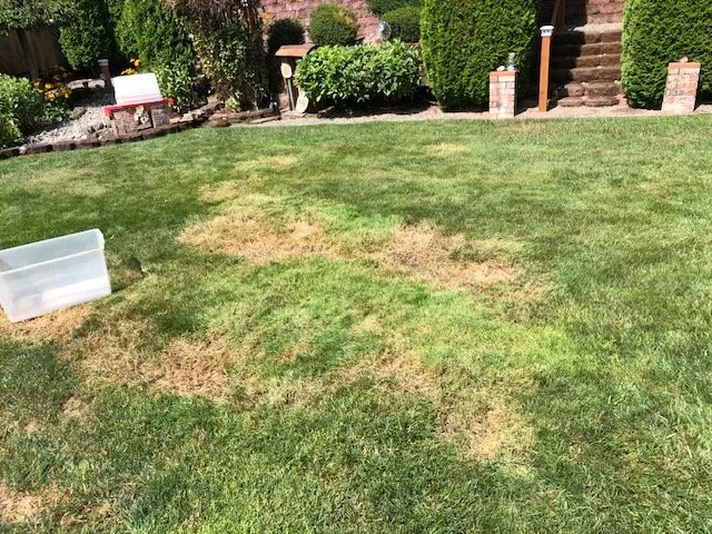 Trusted outdoor landscaping in Renton, WA by A-1 Sheer Gardening & Landscaping