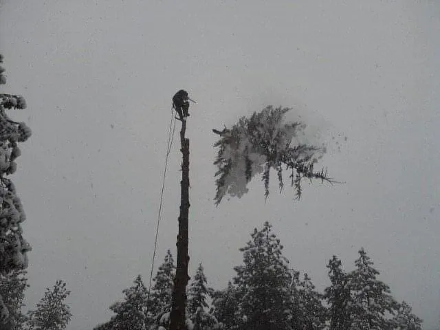 Affordable landscape installation in Anoka, MN - A-1 stump Monkey