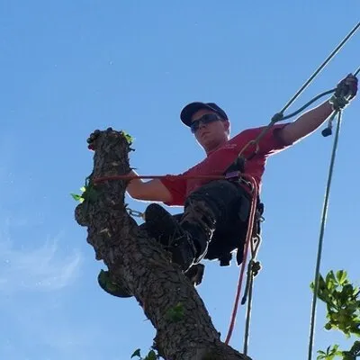 Top-rated residential landscaping in Anoka, MN by A-1 stump Monkey