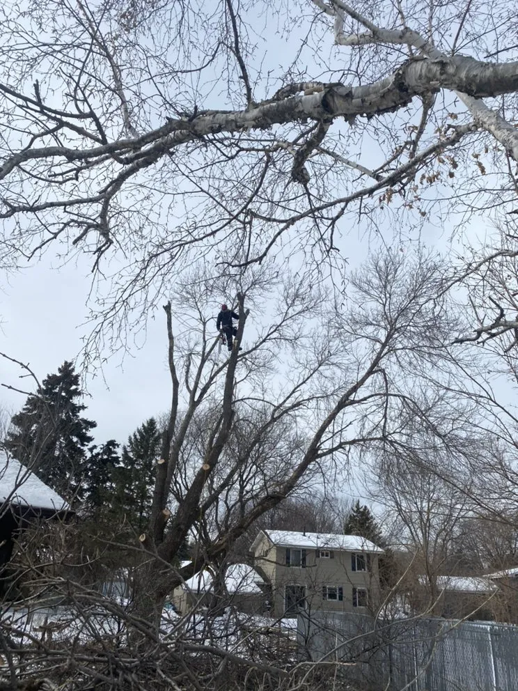 Reliable landscaping services experts serving Anoka, MN - A-1 stump Monkey