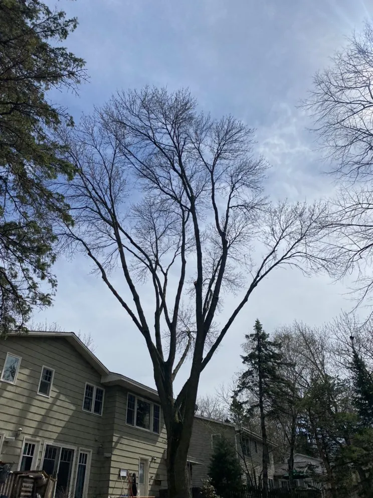 Reliable outdoor landscaping in Anoka, MN by A-1 stump Monkey