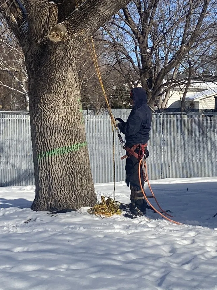 Trusted lawn mowing service for outdoor upgrades across Anoka, MN - A-1 stump Monkey