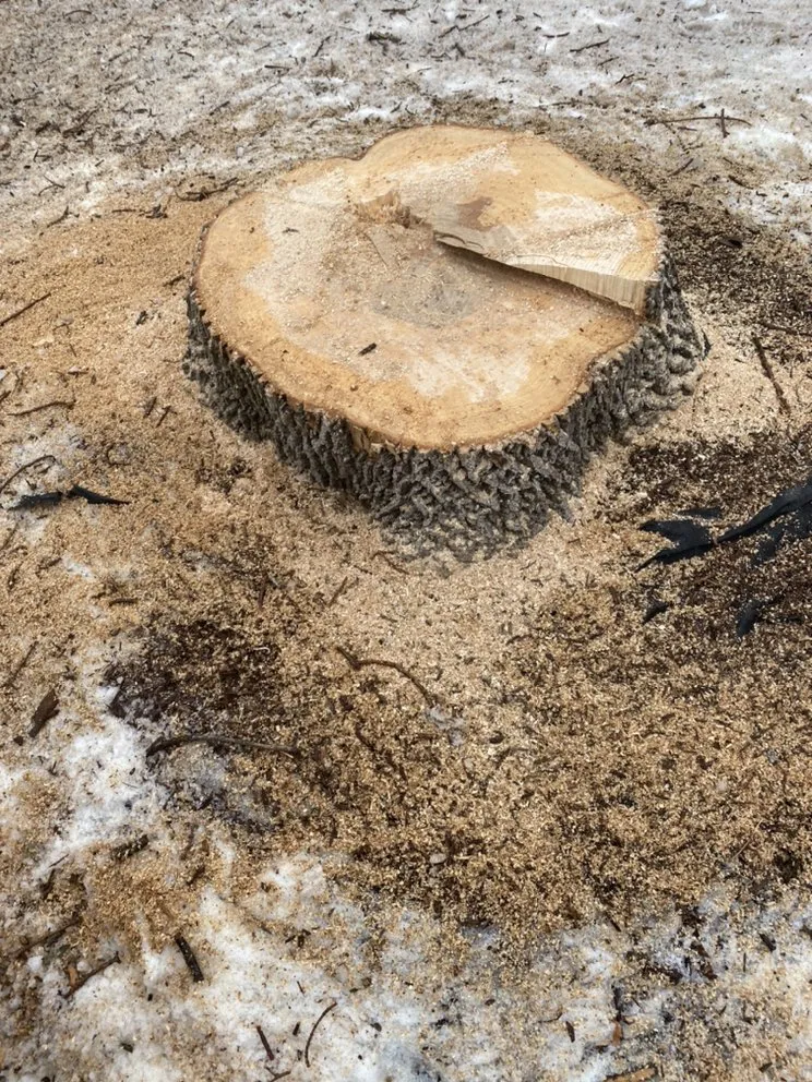 Affordable landscaping services experts serving Anoka, MN - A-1 stump Monkey