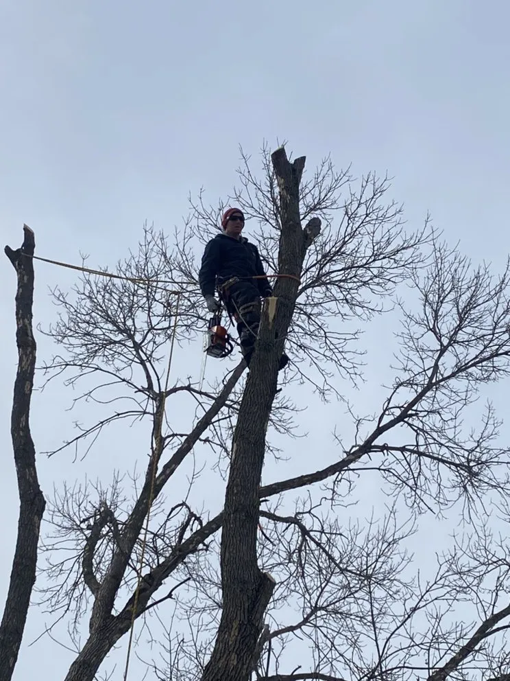 Affordable landscape design for residential properties across Anoka, MN - A-1 stump Monkey